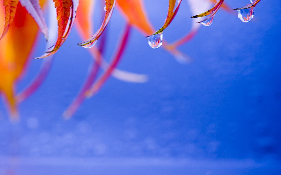 dewdrops micro photography HD wallpaper